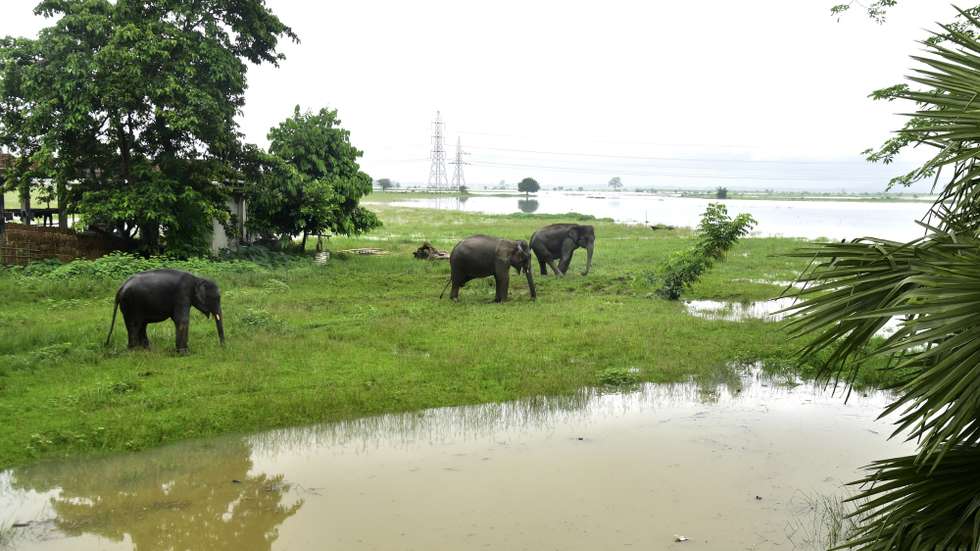 epa11451975 Elephants are kept in high land area in the flooded Pobitora WildLife sanctuary in Morigaon district of Assam, India, 02 July 2024. Chief Minister of Assam state Himanta Biswa Sarma emphasized that the next 48 hours are crucial as the flood situation in Assam has deteriorated, as Brahmaputra River is currently flowing above the danger level at Neamatighat, Tezpur, and several other rivers are also experiencing overflow in various locations.  EPA/DASARATH DEKA