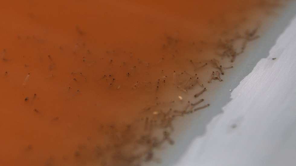 epa10908973 A view of Wolbachia-Aedes aegypti larvae in a tray in the High-density Rearing Racks at the Project Wolbachia mosquito production facility in Singapore, 27 September 2023 (issued 09 October 2023). The water is red as it is a special larvae diet modified from fish food. Singapore's National Environment Agency (NEA) is using Wolbachia technology to combat dengue in high-rise, densely populated tropical areas. Under Project Wolbachia, non-biting male Wolbachia-carrying Aedes aegypti mosquitoes are released in areas with higher dengue risk. When these males mate with local Aedes aegypti females, the resultant eggs do not hatch, leveraging a biological phenomenon to cut mosquito populations and lower dengue transmission in dense urban areas. Studies in two sites by NEA reveal that in areas with these releases for over a year, there's been up to a 98 percent reduction in the Aedes aegypti population and up to 88 percent fewer dengue cases. NEA is able to produce about 7 million male Wolbachia-Aedes aegypti mosquitoes per week. The Project Wolbachia mosquito production facility has so far produced and released more than 300 million male Wolbachia-Aedes aegypti mosquitoes since it started in 2019.  EPA/HOW HWEE YOUNG  ATTENTION: This Image is part of a PHOTO SET