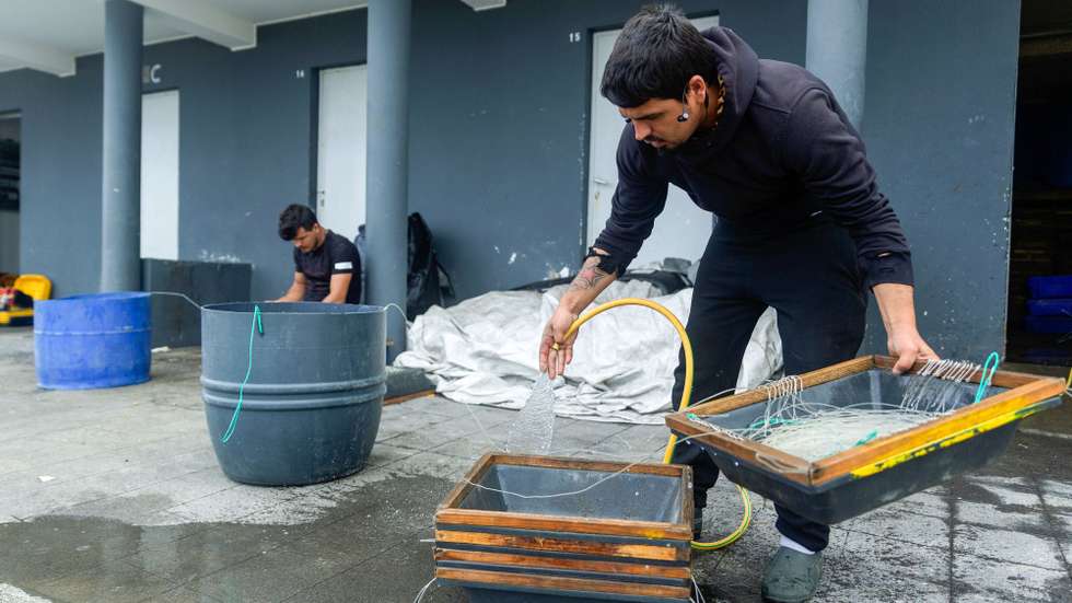Um pescador trata dos aparelhos de pesca no porto de Rabo de Peixe, que continua em atividade, mesmo com as regras de confinamento devido à pandemia da covid-19, Ribeira Grande, ilha de São Miguel, Açores, 07 de abril de 2020. Em Rabo de Peixe, a maior comunidade piscatória dos Açores, a população começa a cumprir as regras do confinamento, mas as ruas enchem-se de homens que continuam a ir ao mar. (ACOMPANHA TEXTO DO DIA 08 DE ABRIL DE 2020). EDUARDO COSTA/LUSA