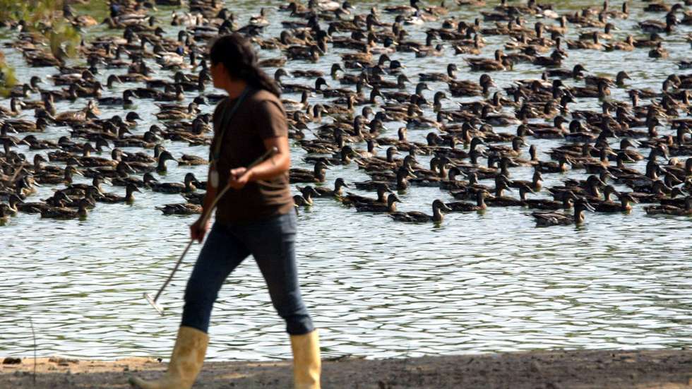 Exploração de aves contaminadas