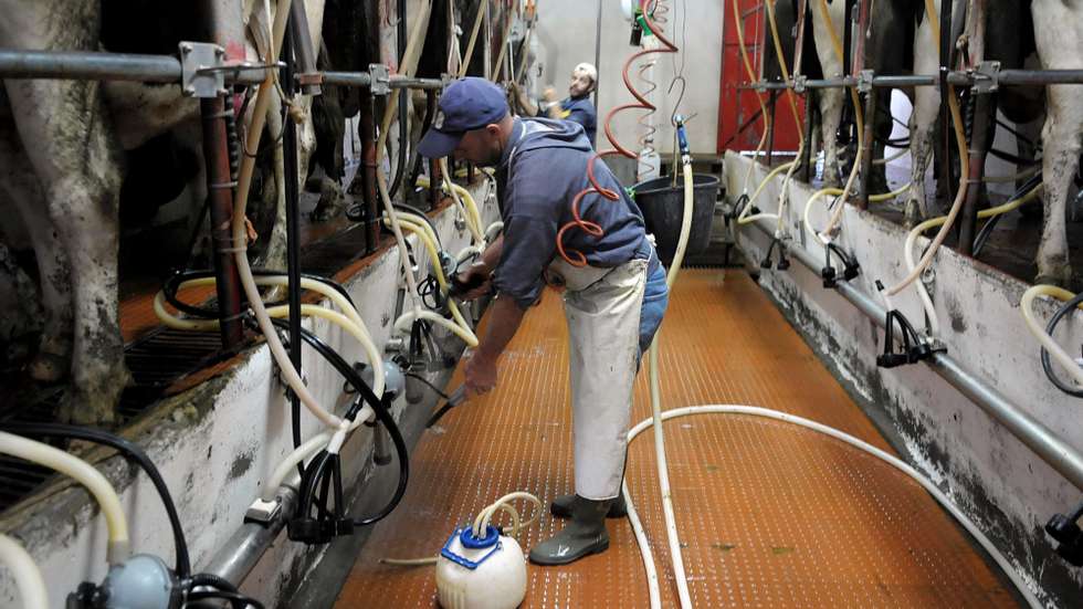 A crise de produtos alimentares faz a União Europeia repensar as cotas leiteiras e os Açores não estão alheios a estas alterações, Ilha de São Miguel, 22 de Maio de 2008. (ACOMPANHA TEXTO) EDUARDO COSTA / LUSA