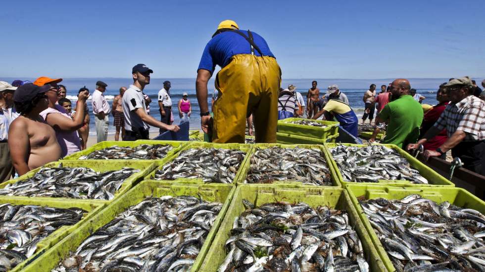 O pescado apreendido foi entregue em lota para que fosse sujeito à primeira venda, pelo sistema de leilão