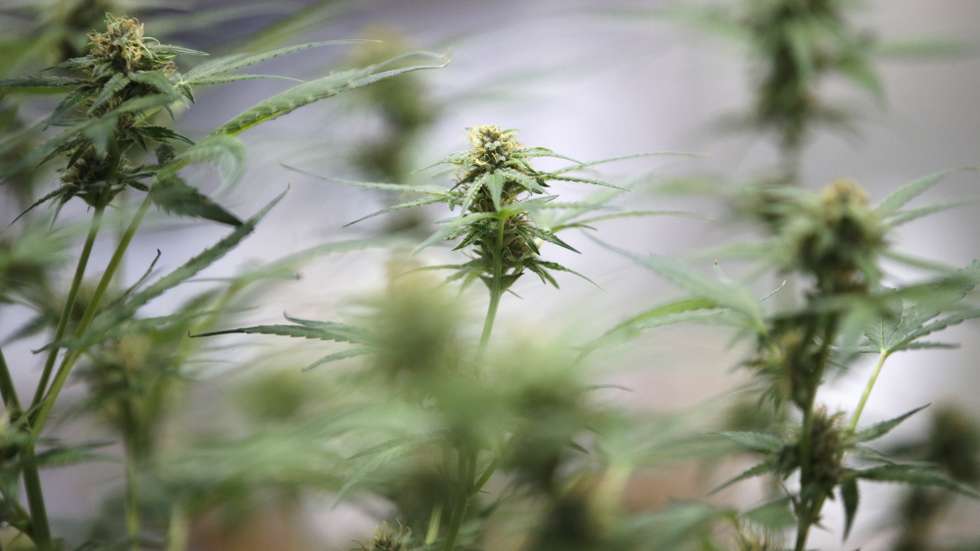 epa10989278 Cannabis plants are displayed at the Asia International Hemp Expo 2023 in Bangkok, Thailand, 22 November 2023. The Asia International Hemp Expo is the trade exhibition for the hemp industry showcasing the latest innovations, technologies and products from cannabis and hemp-related industries aimed to expand the cannabis and hemp industry after Thailand legalized marijuana and hemp plants.  EPA/RUNGROJ YONGRIT