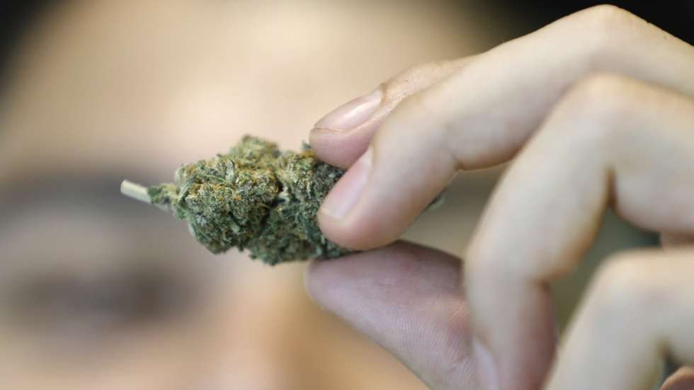 epa10581347 A 'budtender' displays a cannabis bud on the so-called 420 World Cannabis Day at Royal Queen Seeds in Bangkok, Thailand, 20 April 2023. The annual  '420 or 4/20' is known in cannabis culture as Cannabis Day or Weed Day and marked by cannabis smokers around the world on 20 April. Thailand in 2018 became the first nation to legalize cannabis for medical use in Southeast Asia, a region with some of the world's harshest drugs laws. The cannabis plantations and marijuana shops selling cannabis-related products have bloomed around the country while many businesses adding cannabis to foods, cosmetics, wellness services and more, with the result that marijuana is now being used for various purposes including recreation across Thailand. The move has sparked public concerns with some calling for the restriction of the use of marijuana while several political parties are keen to restrict the use of marijuana for medical purposes and research only, making the country's cannabis industry and its related businesses fate's hanging on a crossroad depending on who will win the upcoming general election.  EPA/NARONG SANGNAK