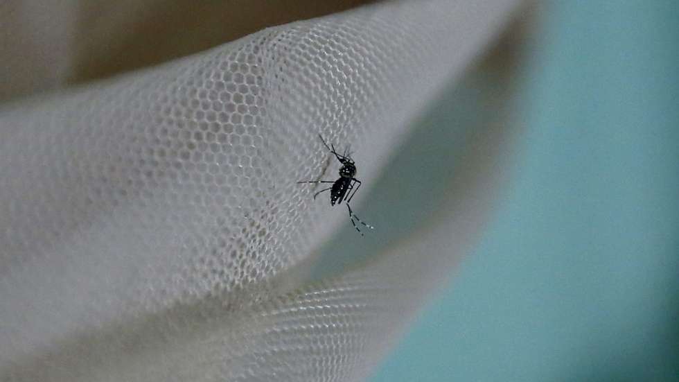 O plano de prevenção é contínuo, com agentes de luta vetorial a realizar pulverizações intradomiciliárias e a identificar locais favoráveis à proliferação de mosquitos