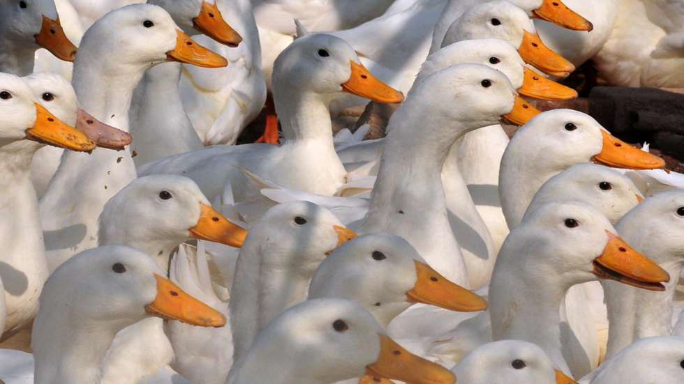 DGAV apela a todos os detentores de aves para que cumpram as medidas de biossegurança