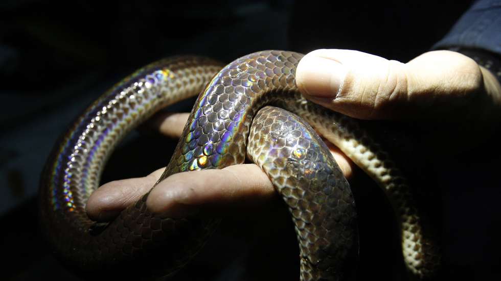 epa10172468 Thai fireman Phinyo Pukphinyo shows a non-venomous Sunbeam snake inside an animal shelter at Bang Khen Fire and Rescue Station in Bangkok, Thailand, 06 September 2022 (issued 09 September 2022). As monsoon storms between June and October cause widespread flooding across the country, it is common for people in Thailand's capital city of Bangkok to experience a spate of wildlife invasion in residential areas, in particular from snakes like pythons and cobras. According to the Bangkok Fire and Rescue Department, they receive between 150 to 200 emergency calls a day asking for help to catch invading snakes during the rainy season. About 60,000 of these animals are caught every year. Most of the creatures do not pose any danger to humans and were taken to wildlife shelters or released to the wild after being rescued by firefighters. The rapid pace of urban expansion has also increased the likelihood of encounters with these wild animals as their habitats are encroached by the development of the city towards wild areas.  EPA/NARONG SANGNAK  ATTENTION: This Image is part of a PHOTO SET