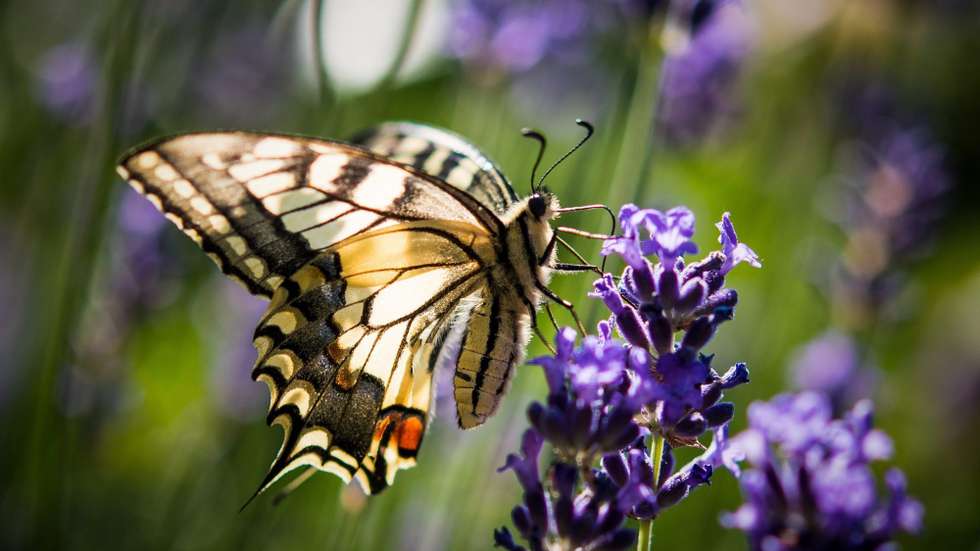 Entre as 17 espécies comuns analisadas, mais da metade apresenta tendências significativamente negativas, como Erebia medusa ou Melitaea cinxia