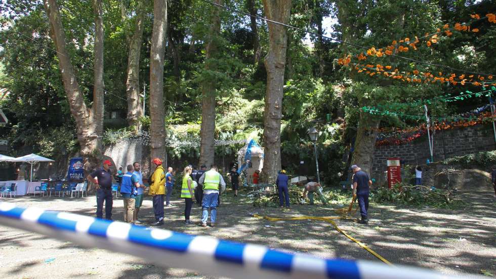 A queda da árvore causou a morte a 13 pessoas