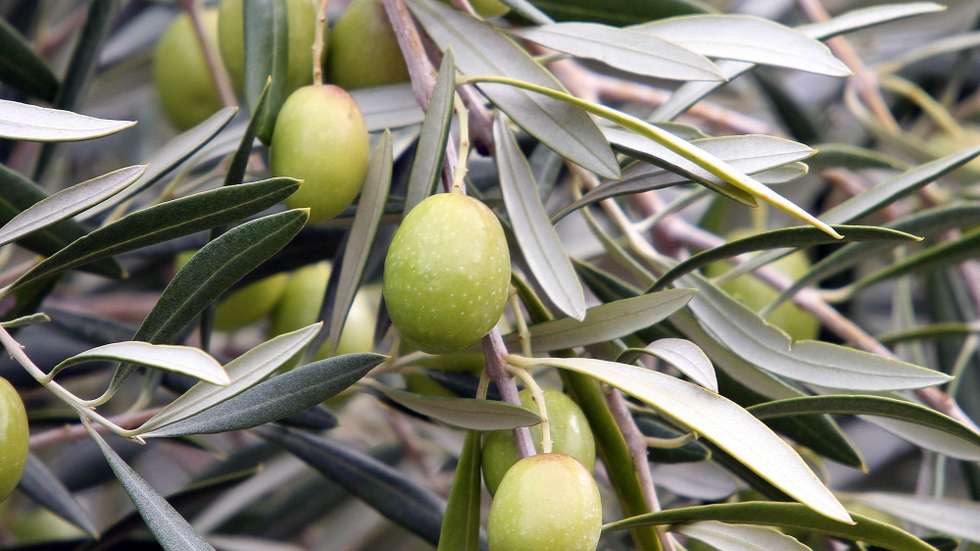GNR detém suspeitos por furto de azeitona no Alentejo