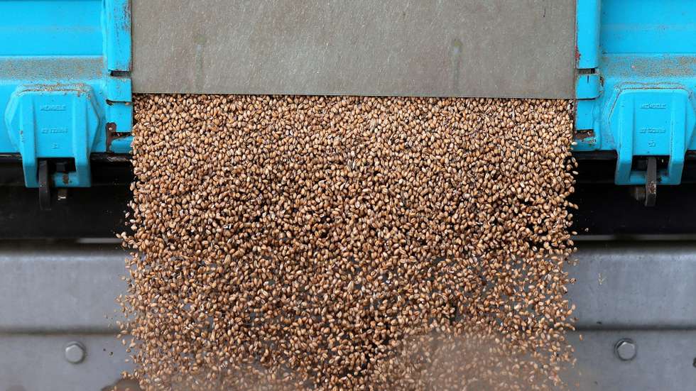epa09888700 Grain is delivered to the Donath Mill in Bad Woerishofen, Germany, 13 April 2022. The Federal Statistical Office in Germany announces a price increase of up to 43 percent for cereals, seeds and animal feed compared to the previous year. According to forecasts, the Russian invasion of Ukraine will cause prices to rise further, particularly for cereals and flour.  EPA/FRIEDEMANN VOGEL