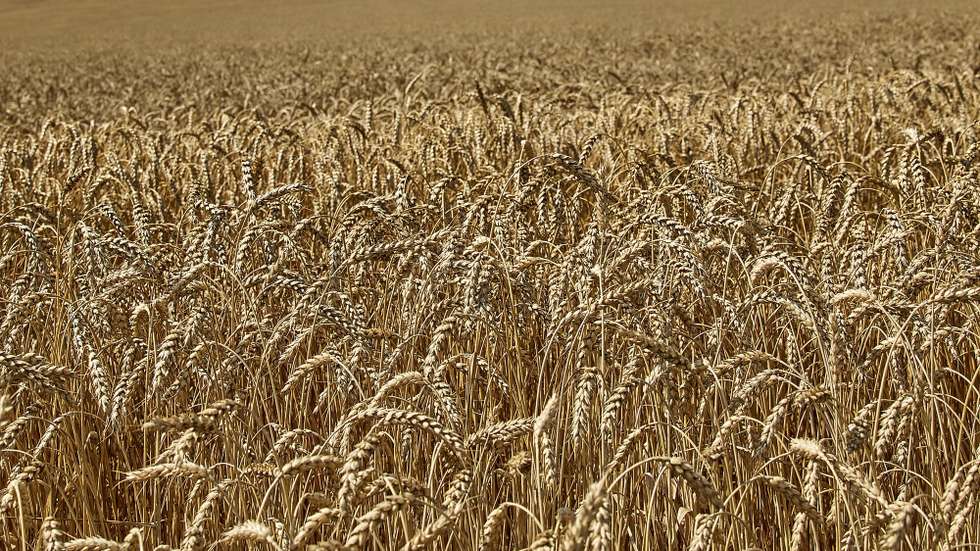 epa10067228 Ears of the ripened wheat on a field in the Kharkiv area, Ukraine, 12 July 2022 amid the Russian invasion. Ukraine faces logistic problems exporting its harvest to the world market due to the Russian invasion which is taking a toll on the country's exports of grains and vegetable oils. Russian troops on 24 February entered Ukrainian territory, starting a conflict that has provoked destruction and a humanitarian crisis.  EPA/SERGEY KOZLOV
