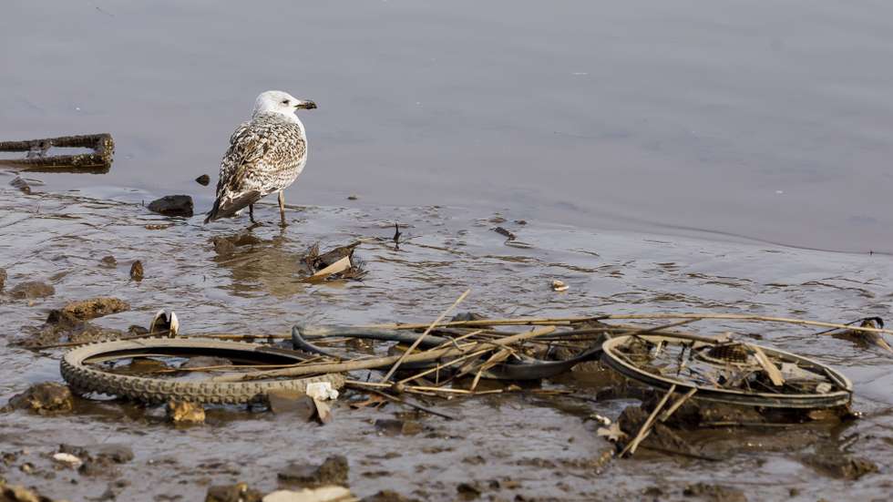 epa08156036 A seagull stands near a discarded bicycle on the shore of the South River in Sayreville, New Jersey, USA, 23 January 2020. The river and surrounding wetlands are among the many waterways in the United States that will be affected by new regulations, replacing stricter Obama-era regulations, with fewer protections being announced by the Trump administration on the same day. These looser regulations will no longer require polluters to obtain a permit to release contaminated water into areas where water flows only occasionally due to rainstorms and melting snow.  EPA/JUSTIN LANE