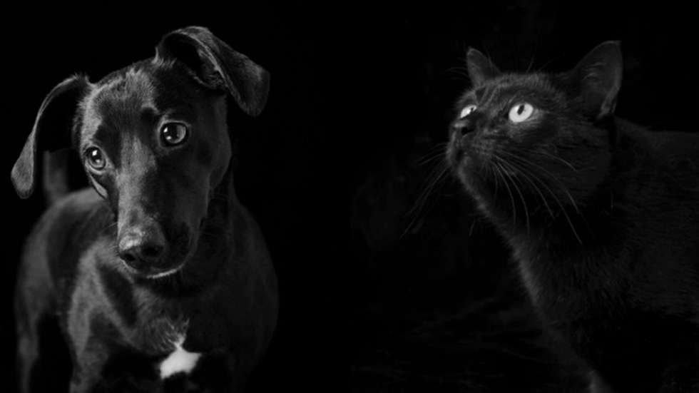 BE, apontou que "uma provedoria dos animais séria, independente e tecnicamente competente é um instrumento importante para a cidade"