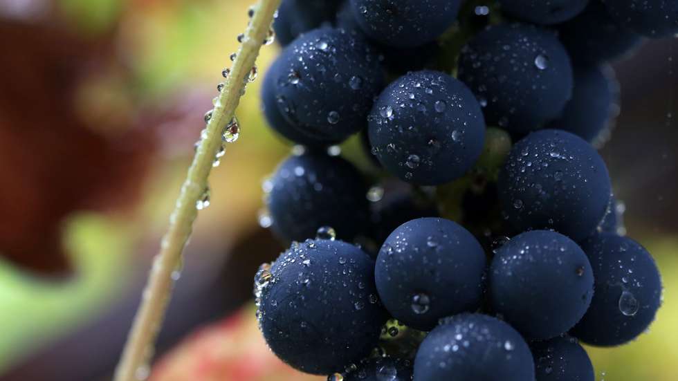 epa04931536 Raindrops shimmer on top of red grapes in a beer garden in Essen, Germany, 15 September 2015. Due to continuing wet weather many beer gardens stay empty. The grape harvest will begin in mid-september, but the harvest iS expected to be small this year.  EPA/ROLAND WEIHRAUCH