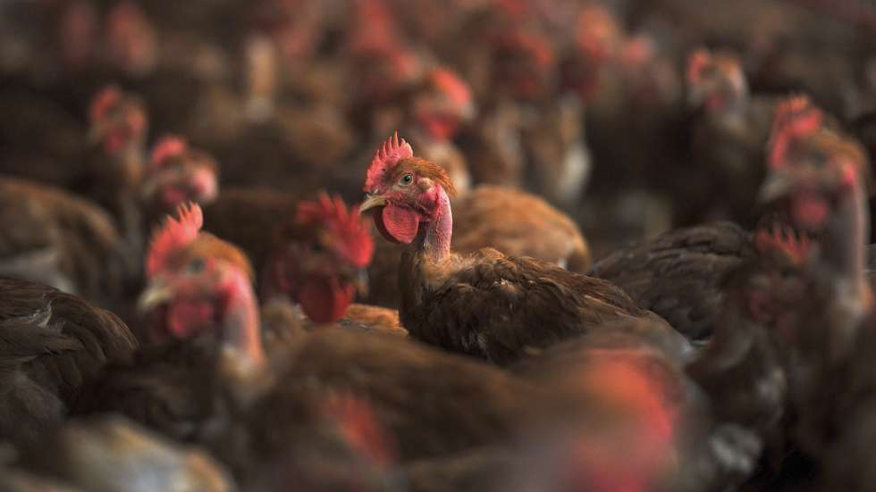 Mais de cem mil frangos do campo saem semanalmente da empresa Campoaves, em Oliveira de Frades para a mesa dos portugueses, depois de um processo de criação lento, feito ao ar livre e à base de cereais,  Vouzela 26 de de Janeiro de 2013. (ACOMPANHA TEXTO)  NUNO ANDRE FERREIRA/LUSA