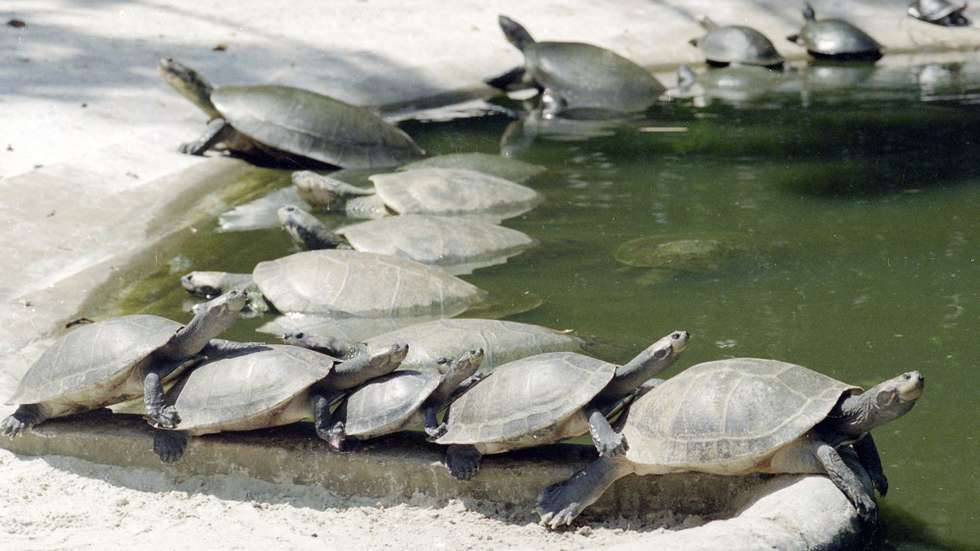 O comércio de cágados e tartarugas de água doce é um dos temas em debate pela organização