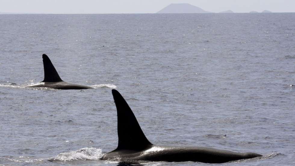 A orca ibérica é considerada uma espécie criticamente ameaçada pela União Internacional para a Conservação da Natureza (UICN)