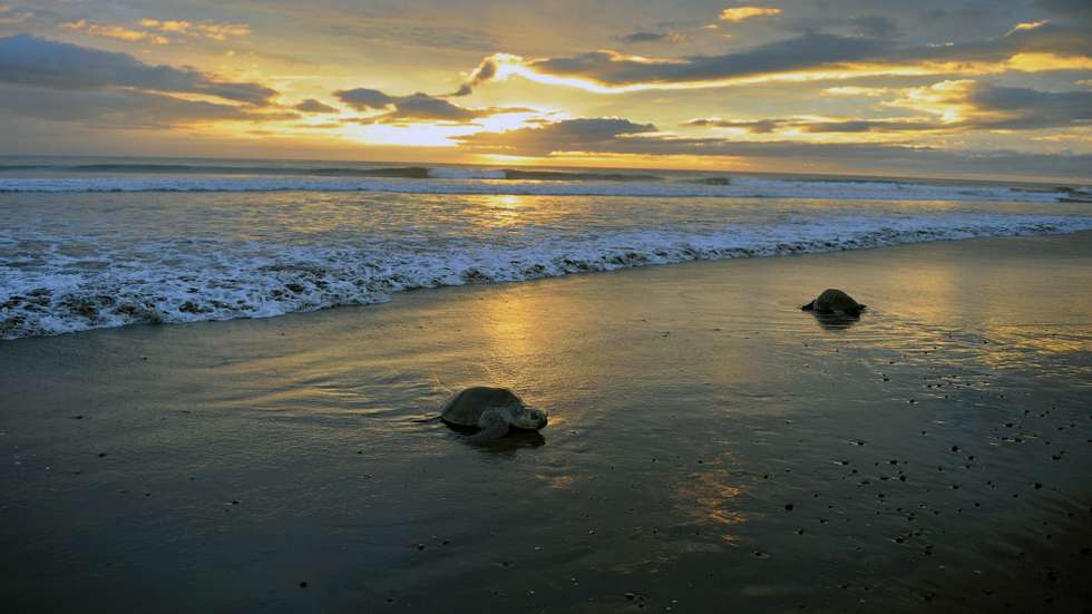 Costa Rica possui ao largo das suas costas no Oceano Pacífico a reserva marítima da ilha do Coco, que abriga uma das maiores populações de tubarões-martelo