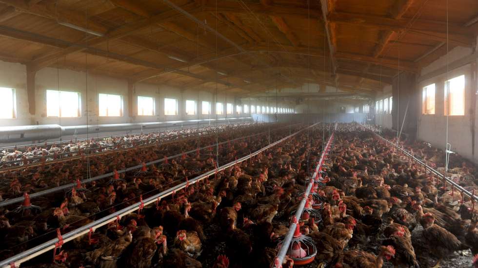 Mais de cem mil frangos do campo saem semanalmente da empresa Campoaves, em Oliveira de Frades para a mesa dos portugueses, depois de um processo de criação lento, feito ao ar livre e à base de cereais,  Vouzela 26 de de Janeiro de 2013. (ACOMPANHA TEXTO)  NUNO ANDRE FERREIRA/LUSA