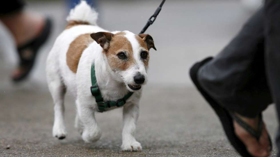 epa01046194 Sunita "Suni" Williams' dog Gorby follows behind her and the rest of the Space Shuttle Atlantis crew for a NASA welcoming ceremony at Ellington Field in Houston, Texas, 23 June 2007. Atlantis returned to earth after a 14-day mission where the astronauts repaired damage to the shuttle's heatshield and withstood the malfunction of crucial Russian computers on the space station, successfully attaching a $367 million solar power module to the station. Williams returned after a record-setting 195-day mission to the space station.  EPA/AARON M. SPRECHER