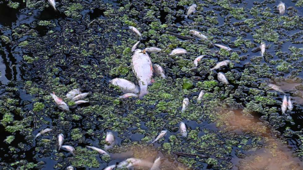 epa10135184 Dead fish in the Oder River in Szczecin, western Poland, 23 August 2022. Two aerators have been put into operation on the Oder to oxygenate the water.  EPA/Marcin Bielecki POLAND OUT