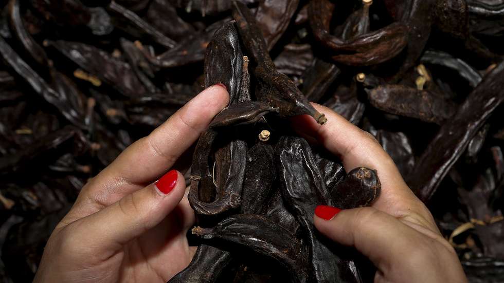A alfarroba é um dos frutos secos com maior produção no Algarve, Boliqueime, 28 de Setembro de 2013. A obrigatoriedade de inscrição de atividade nas Finanças para a venda de pequenas quantidades de alfarroba está a levar pequenos produtores a ponderarem o abandono da atividade.  (ACOMPANHA TEXTO)  LUIS FORRA/LUSA