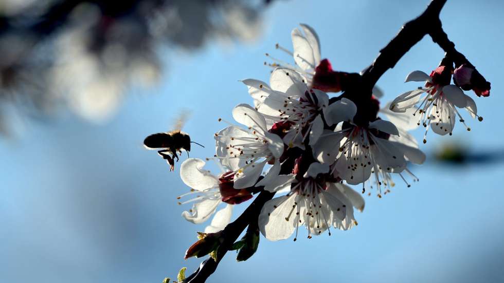 epa05246422 A bee approaches a flower on a cherry tree on a meadow in Werder, Germany, 06 April 2016.  EPA/RALF HIRSCHBERGER