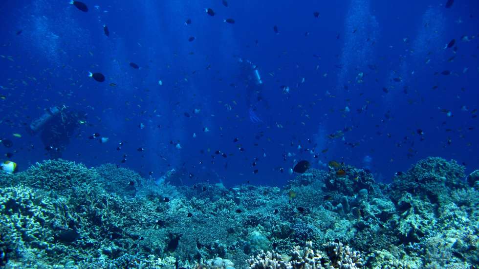 epa01683622 A photograph made available on 01 April  2009 and taken on 31 March 2009, shows Filipino divers swimming at the Apo Reef, Occidental Mindoro, south of Manila, Philippines. Apo Reef is a series of coral reefs ranging 34 kilometers and is the world's second largest contagious reef. It was submitted to the United Nations Educational, Scientific, National and Cultural Organization (UNESCO) World Centre for consideration as World Heritage Site in 2006.  EPA/DENNIS M. SABANGAN
