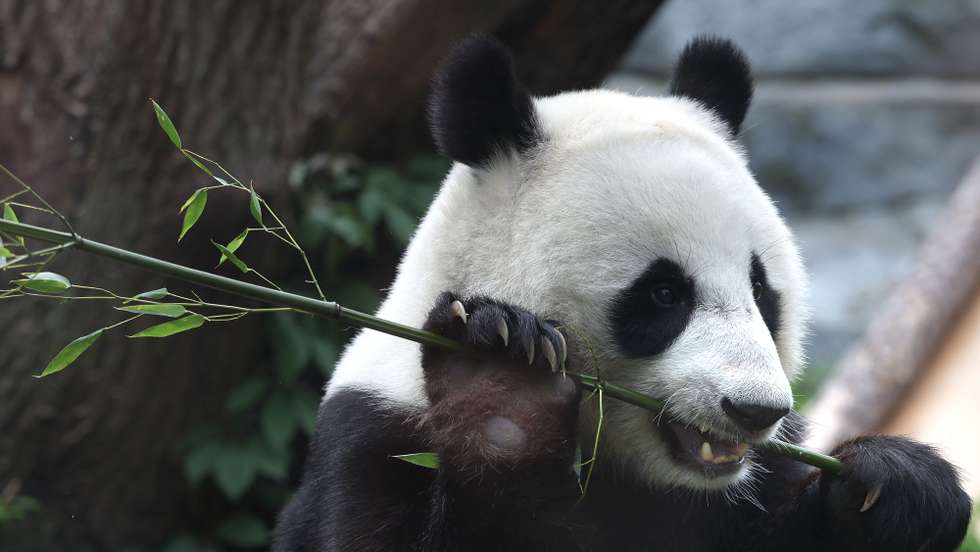 epa13141678 The giant panda Katyusha plays inside an enclosure during her mother Ding Ding's 9th birthday celebration at the zoo in Moscow, Russia, 30 July 2026.  EPA/MAXIM SHIPENKOV