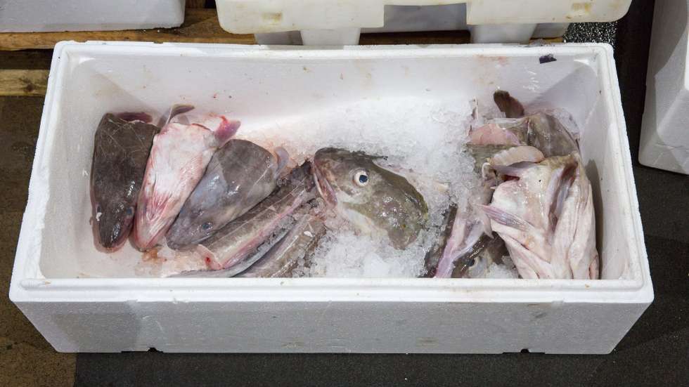 epa08872671 Cod fish for sale at the Glasgow Fish Market at Blochairn, Glasgow, Scotland, Britain, 09 December 2020. Fishing rights is one of the key issues still to be settled in a post-Brexit agreement between the UK and the EU. The British Prime Minister and the European Commission President are to meet 09 December 2020 evening for trade deal talks as a negotiations phase of eleven months that started on on 31 January 2020 following the UK's exit from the EU, ends on 31 December 2020.  EPA/Robert Perry  ATTENTION: This Image is part of a PHOTO SET