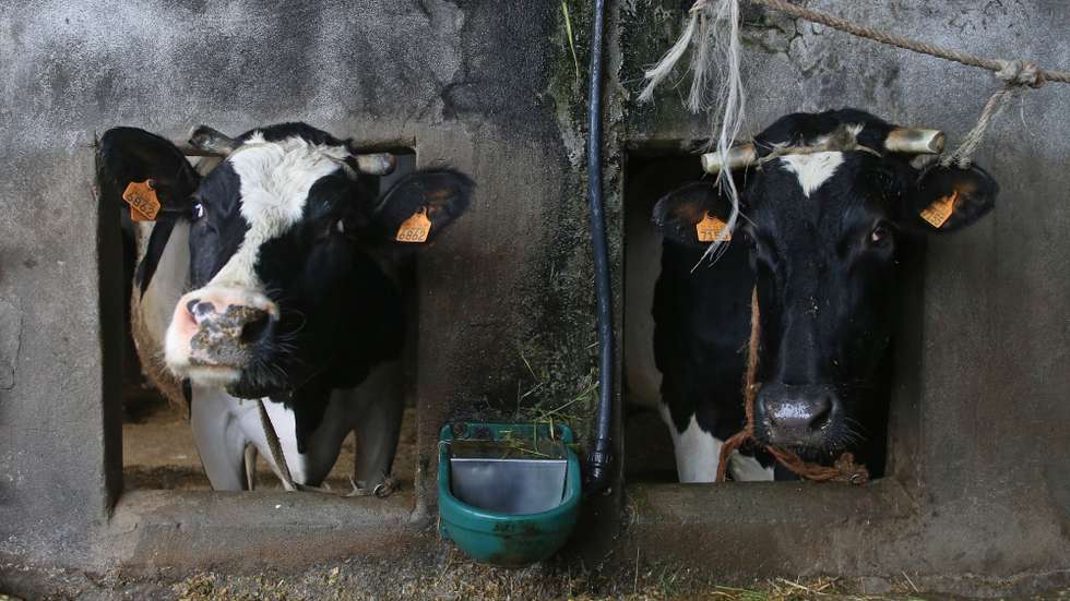 Os produtores de leite queixam-se que, nos últimos anos, a atualização do preço do leite "veio sempre tarde, abaixo dos custos de produção"