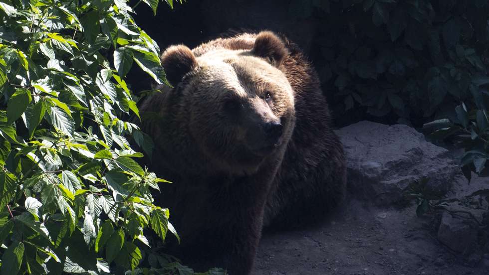epa09953481 Marko the bear, 18 years old walks in his home environment before his transport to Switzerland, at Skopje's ZOO in Skopje, Republic of North Macedonia, 17 May 2022. Needing urgent renovation of the brown bear enclosure, Skopje Zoo decided to transfer two of the four bears living in the enclosure to the Arosa Bear Sanctuary in the Swiss Alps. To improve the living conditions of the brown bears living in the enclosure, the Zoo officials reached out to Four Paws, a welfare organization for animals under direct human influence, who took over the 18-year old male brown bear and his sister of the same age to give them a new life in the bear sanctuary in Switzerland.  EPA/GEORGI LICOVSKI