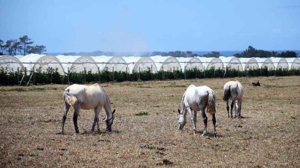 Cavalos pastam junto a estufas agrícolas na região do Parque Natural do Sudoeste Alentejano e Costa Vicentina, onde há quem defenda que pode faltar a água em poucos anos, em Odemira, 10 de maio de 2021. Com o aumento das estufas e demais produções de agricultura intensiva a falta de água na barragem de Santa Clara é insistentemente referida nas mais diferentes conversas com os mais diferentes protagonistas na região do sudoeste alentejano. (ACOMPANHA TEXTO DA LUSA DE 21 DE MAIO DE 2021). NUNO VEIGA/LUSA
