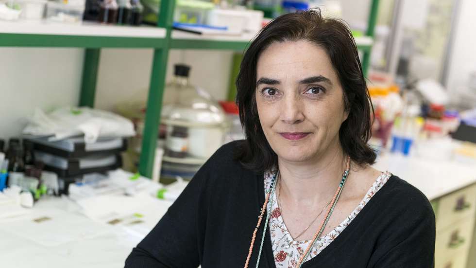 Elvira Fortunato, "mãe" do "papel eletrónico", pretende que o Nanova seja "uma referência internacional"