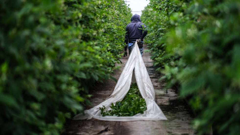 Um dos muitos trabalhadores indianos da empresa Maravilha Farms, empresa agrícola de frutos vermelhos, em Odemira, Beja, 29 de março de 2021. A maioria dos cidadãos indianos que vivem no Alentejo trabalha em plantações dedicadas à produção de fruta mas, apesar da comunidade indiana estar bem integrada, atravessa ainda muitos dificuldades na obtenção de titulo de residência e oportunidades de trabalho, acabando por viver de forma precária. (ACOMPANHA TEXTO DA LUSA DO DIA 04 DE MAIO DE 2021). MÁRIO CRUZ/LUSA