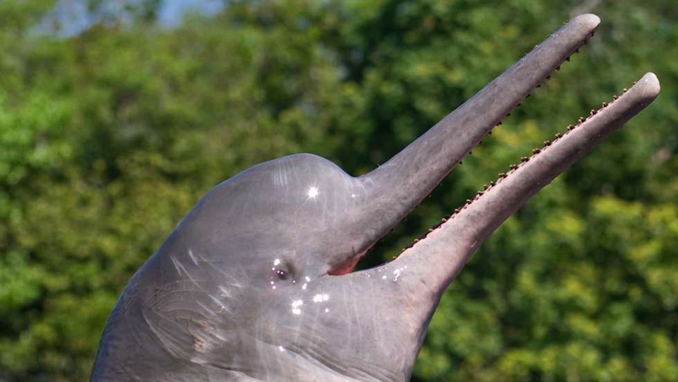 Boto, animal marinho