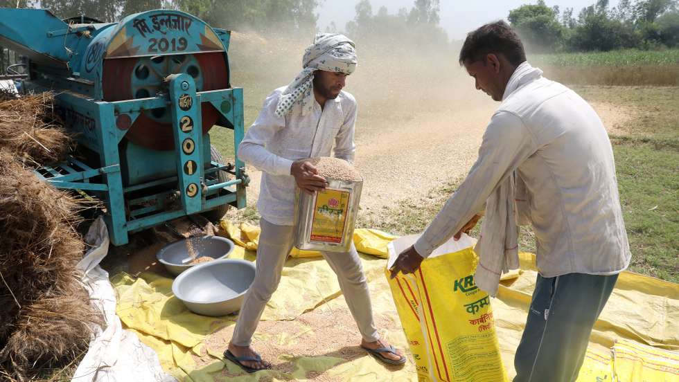 epa09895608  Indian farmers shift the wheat production into the sacks at a village in outskirts of New Delhi, India 17 April 2022 ( issued on 18 April 2022). Wheat is usually planted in January and harvested from March to May. India is the second largest wheat producer in the world. Wheat and wheat flour play an increasingly important role in the management of India's food economy.  EPA/HARISH TYAGI