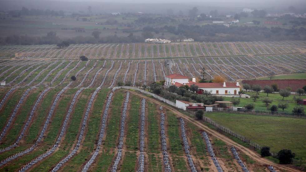 Uma nova plantação de amendoeiras perto do novo reservatório do Espinheiro, integrado na Estação Elevatória 2 do Monte Novo, visitada hoje pela ministra da Agricultura, Maria do Céu Antunes (ausente na imagem), onde foram apresentadas as conclusões do estudo “Regadio 2030 – Levantamento do potencial de desenvolvimento do regadio de iniciativa pública no horizonte de uma década”, Évora, 10 de dezembrol de 2021. NUNO VEIGA/LUSA
