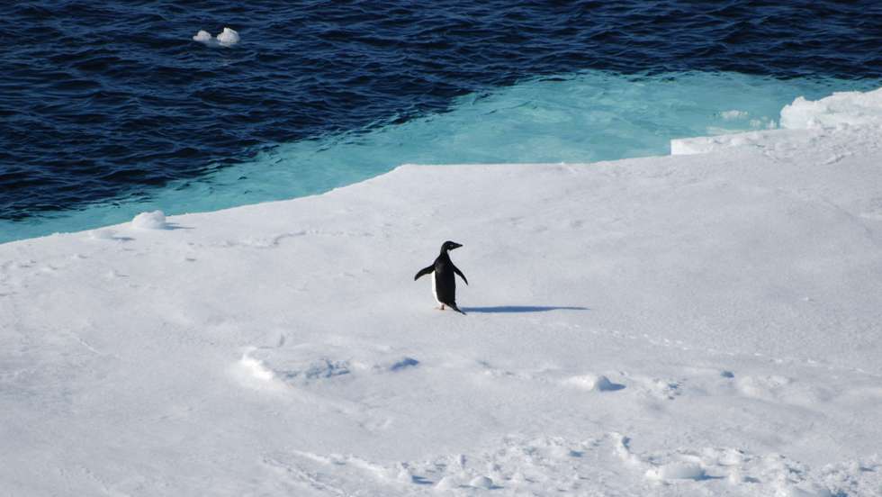 Antártida, alterações climáticas, pinguim