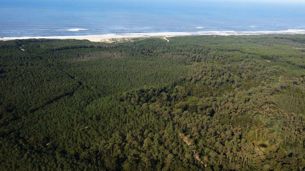 O trabalho realizados nos EUA é o primeiro a identificar como as condições metereológicas e práticas de gestão florestal têm impacto na gravidade dos incêndios