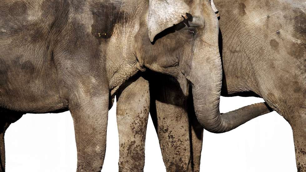 Os mamíferos estão a destruir lavras de mandioca, milho, batata-doce, ginguba [amendoim] e cana-de-açúcar