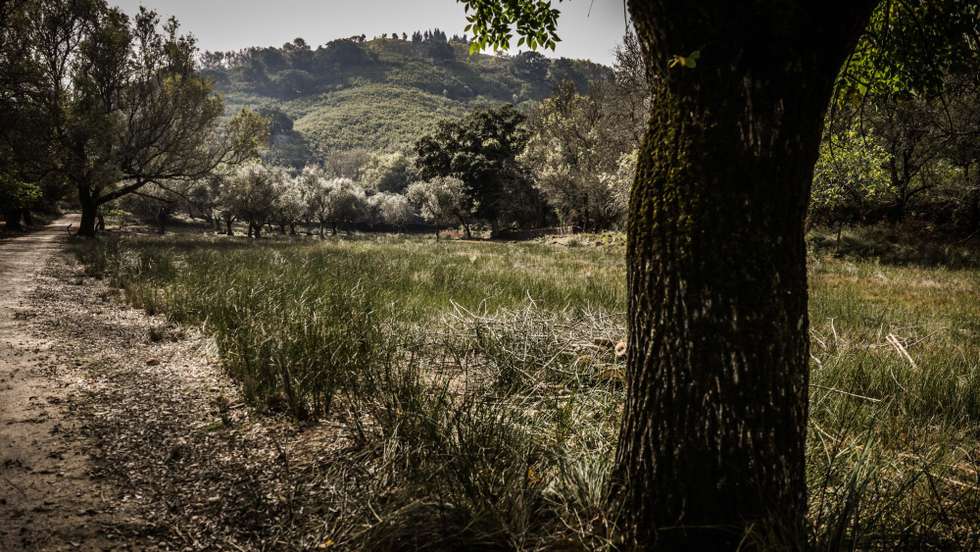 A área de eucalipto passou de 810 mil hectares, em 2010, para 845 mil hectares, em 2015, de acordo com os últimos dados
