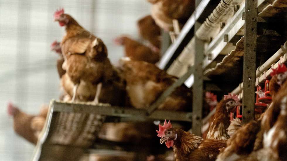 epa08767930 Chickens of poultry farmer Theo Bos have to stay indoors because of bird flu in Barneveld, The Netherlands, 23 October 2020. Commercial poultry farmers must keep their chickens indoors for the time being. The duty applies to farmers who have at least 250 chickens.  EPA/SANDER KONING