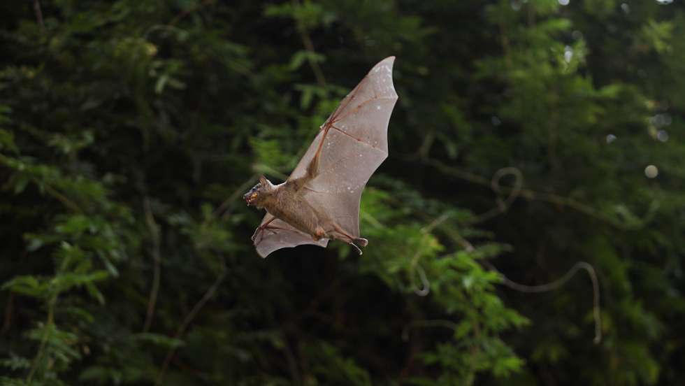 epa09527210 An Egyptian fruit bat flies around looking for food near a sycamore tree in central Tel Aviv, 15 October 2021 (issued 16 October 2021). In recent years, the School of Zoology at Tel Aviv University and the Israeli Nature Protection Society has been conducting research on the phenomenon in which Egyptian fruit bats active during the day time in a crowded urban environment like the city of Tel Aviv. Researchers estimate that hundreds of thousands of Egyptian fruit bats settled in Tel Aviv. The study examines whether Tel Aviv is the only urban environment in the world where the Egyptian fruit bats are freely active during day time.  EPA/ABIR SULTAN  ATTENTION: This Image is part of a PHOTO SET
