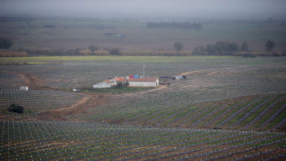 Uma nova plantação de amendoeiras perto do novo reservatório do Espinheiro, integrado na Estação Elevatória 2 do Monte Novo, visitada hoje pela ministra da Agricultura, Maria do Céu Antunes (ausente na imagem), onde foram apresentadas as conclusões do estudo “Regadio 2030 – Levantamento do potencial de desenvolvimento do regadio de iniciativa pública no horizonte de uma década”, Évora, 10 de dezembrol de 2021. NUNO VEIGA/LUSA