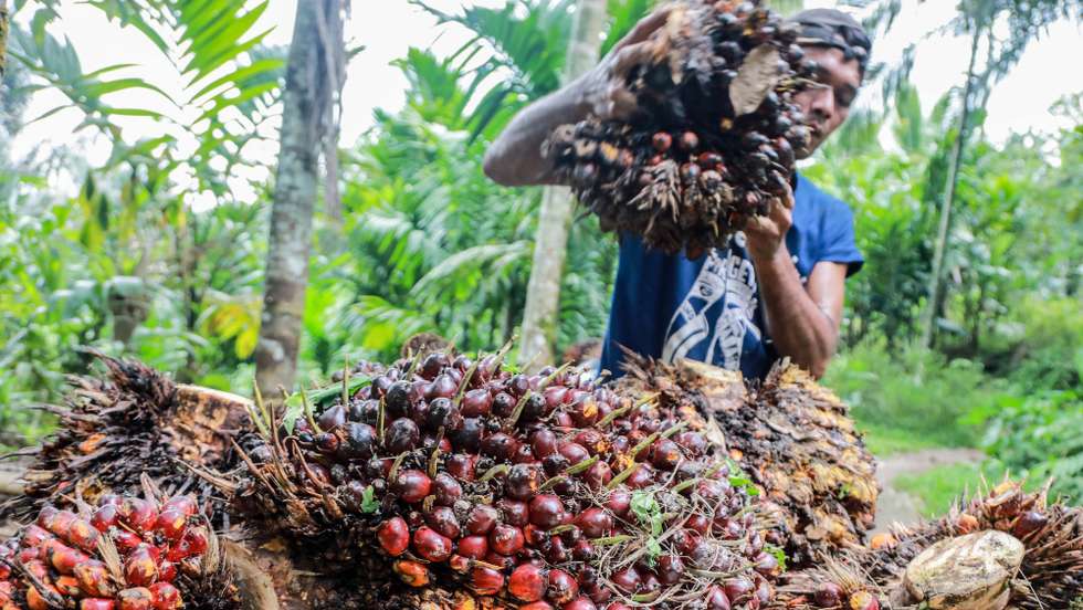 epa09909723 A worker loads freshly harvested palm fruits on to his motorbike at a palm oil plantation in Deli Serdang, North Sumatra, Indonesia, 26 April 2022. Indonesia has announced plans to ban palm oil exports to control cooking oil prices in the domestic market.  EPA/DEDI SINUHAJI
