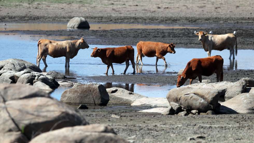 Vacas bebem água na margem da barragem do Caia, que tem atualmente um volume de 91.935 mil metros cúbicos de água, o que representa 48,39%, em relação à cota de descarga da barragem (190 milhões de metros cúbicos). De acordo com o índice PDSI, no último mês agravou-se a situação de seca meteorológica em todo o território, com um aumento muito significativo da área em seca severa, estando agora grande parte do território nessa classe. Elvas, 21 de junho de 2022. NUNO VEIGA / LUSA