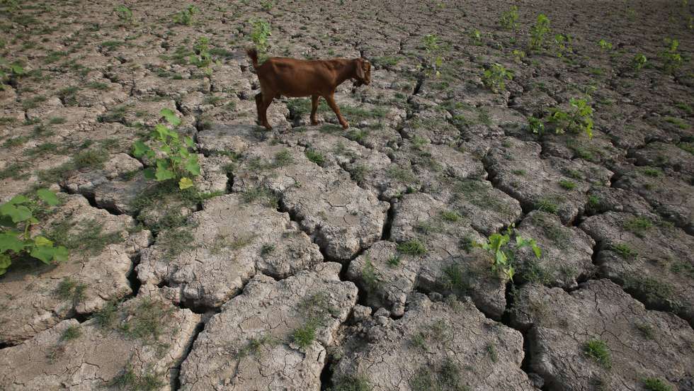 epa04339762 A sheep searches grass to eat in a dried up reservoir due to the current drought in Lushan county of Pingdingshan city, central China's Henan province, 03 August 2014. Severe drought hit China's Henan province since mid-May that is the worst drought and lowest rainfall in 63 years history. Over 739,000 people in Henan are suffering water shortages.  EPA/WU HONG