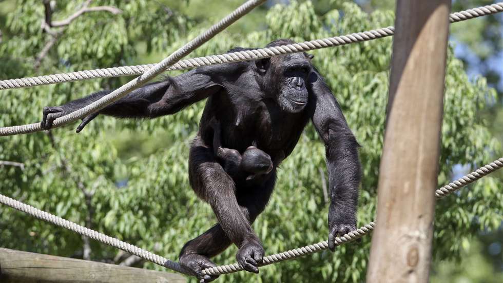 Uma chimpanzé com a sua cria no Jardim Zoológico de Lisboa que lança hoje a campanha de sensibilização e conservação, promovida anualmente, pela Associação Europeia de Zoos e Aquários (EAZA), Um “Último Grito pelos Primatas!”, dedicada aos grandes primatas (chimpanzés, gorilas e orangotangos) e gibões, 16 de Abril de 2011. (ACOMPANHA TEXTO) TIAGO PETINGA/LUSA